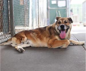 German Shepherd Dog Dogs for adoption in Chula Vista, CA, USA