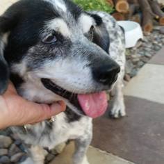 Basschshund Dogs for adoption in Chandler, AZ, USA