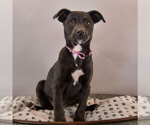 Sheprador Dogs for adoption in Sheridan, CO, USA