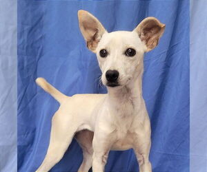 Italian Greyhound-Unknown Mix Dogs for adoption in Minneapolis, MN, USA