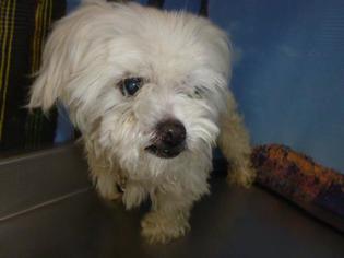 Maltese Dogs for adoption in Henderson, NV, USA
