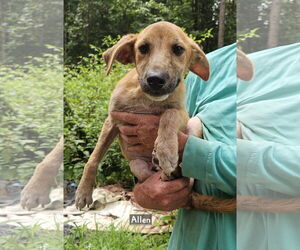 Mutt Dogs for adoption in Corinth, MS, USA