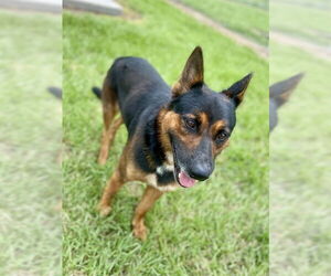 German Shepherd Dog-Unknown Mix Dogs for adoption in Conroe, TX, USA