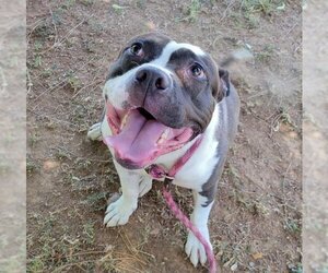 Small American Pit Bull Terrier Mix