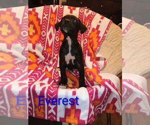 Labrador Retriever-Unknown Mix Dogs for adoption in The Woodlands, TX, USA