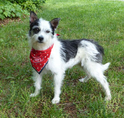 Cairwich Terrier Dogs for adoption in Mocksville, NC, USA