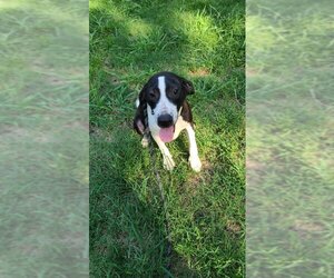 Pointer-Unknown Mix Dogs for adoption in Benton, AR, USA