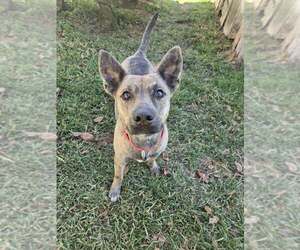 Medium Photo #4 Mutt Puppy For Sale in Abbeville, LA, USA