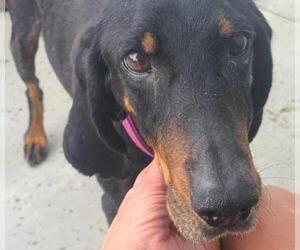 Black and Tan Coonhound Dogs for adoption in Knoxville, IA, USA
