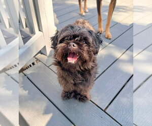 Shih Tzu-Unknown Mix Dogs for adoption in New Oxford , PA, USA