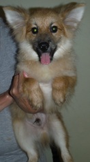 Pomeranian Dogs for adoption in Commerce, GA, USA