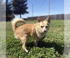 Chihuahua-Spaniel Mix Dogs for adoption in Chico, CA, USA