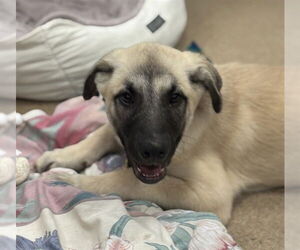 German Shepherd Dog-Unknown Mix Dogs for adoption in Plano, TX, USA