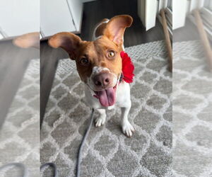 Dachshund Dogs for adoption in Sandy, UT, USA