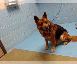 German Shepherd Dog Dogs for adoption in Moreno Valley, CA, USA