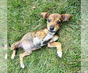 Chihuahua-Unknown Mix Dogs for adoption in Plainfield, IL, USA