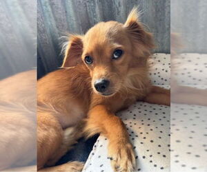 Chihuahua-Unknown Mix Dogs for adoption in Williamsburg, NM, USA