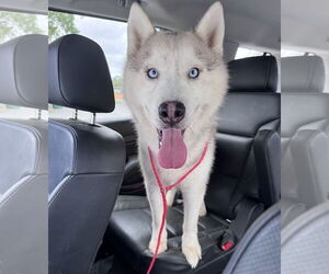 Medium Photo #3 Siberian Husky Puppy For Sale in Cumming, GA, USA