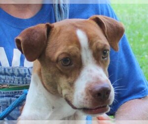 Boglen Terrier Dogs for adoption in Yardley, PA, USA