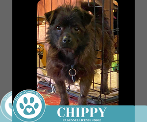 Mutt Dogs for adoption in Kimberton, PA, USA
