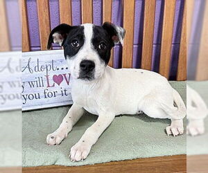 Mutt Dogs for adoption in Genesee, WI, USA