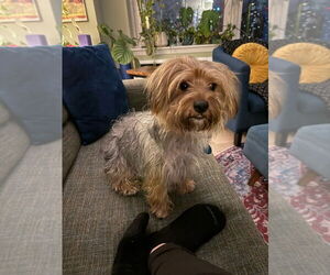 Mutt Dogs for adoption in Brooklyn, NY, USA