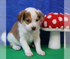 Dachshund-Unknown Mix Dogs for adoption in Wakefield, RI, USA