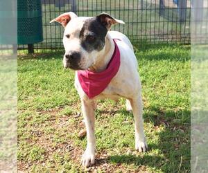 American Pit Bull Terrier-Unknown Mix Dogs for adoption in San Antonio, TX, USA