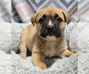 German Shepherd Dog-Unknown Mix Dogs for adoption in Lakewood, CO, USA