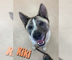 Akita-Unknown Mix Dogs for adoption in Saginaw, MI, USA