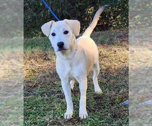 Labrador Retriever-Unknown Mix Dogs for adoption in Wetumpka, AL, USA