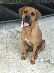 Boxador Dogs for adoption in Danbury, CT, USA