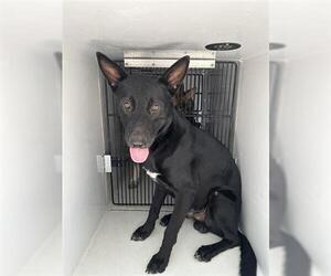 German Shepherd Dog-Unknown Mix Dogs for adoption in Houston, TX, USA