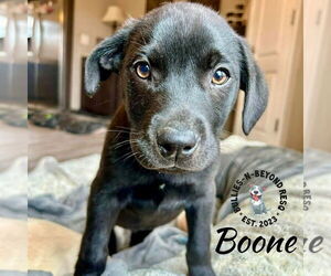 Labrador Retriever-Unknown Mix Dogs for adoption in Omaha, NE, USA