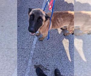 German Shepherd Dog-Unknown Mix Dogs for adoption in Houston, TX, USA