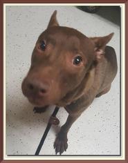 Pharaoh Hound Dogs for adoption in Bemidji, MN, USA