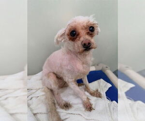 Mal-Shi Dogs for adoption in Forestville, MD, USA