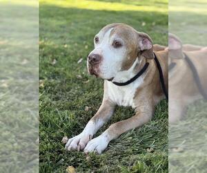 Medium Photo #1 American Pit Bull Terrier Puppy For Sale in West Valley, UT, USA