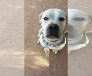 Medium Photo #1 Boxer Puppy For Sale in Chandler, AZ, USA