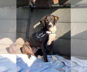 Border Collie-Unknown Mix Dogs for adoption in NYC, NY, USA