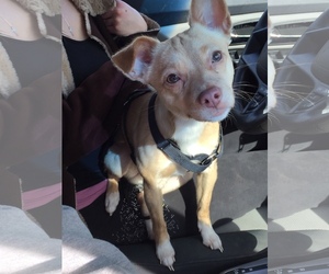Chihuahua Dogs for adoption in Alturas, CA, USA
