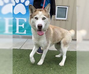 Siberian Husky Dogs for adoption in Salinas, CA, USA