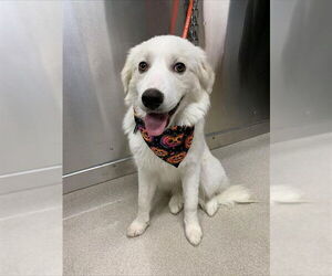 Great Pyrenees-Huskies  Mix Dogs for adoption in Fairbanks, AK, USA