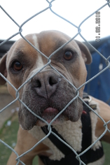 American Bulldog Dogs for adoption in Richmond, CA, USA