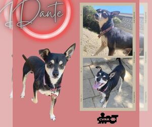 Rat Terrier-Unknown Mix Dogs for adoption in Lindsay, CA, USA