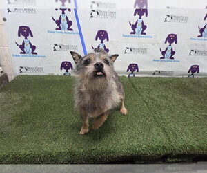 Mutt Dogs for adoption in Orlando, FL, USA