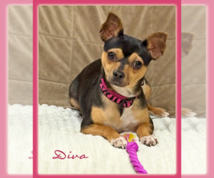 Chihuahua-Unknown Mix Dogs for adoption in Cranston, RI, USA