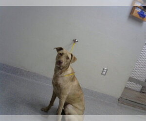 American Pit Bull Terrier-Unknown Mix Dogs for adoption in Pasadena, TX, USA