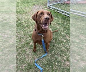 Labrador Retriever-Unknown Mix Dogs for adoption in Corpus Christi, TX, USA
