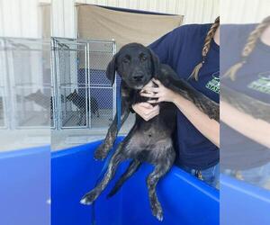 Labrador Retriever Dogs for adoption in Bakersfield, CA, USA